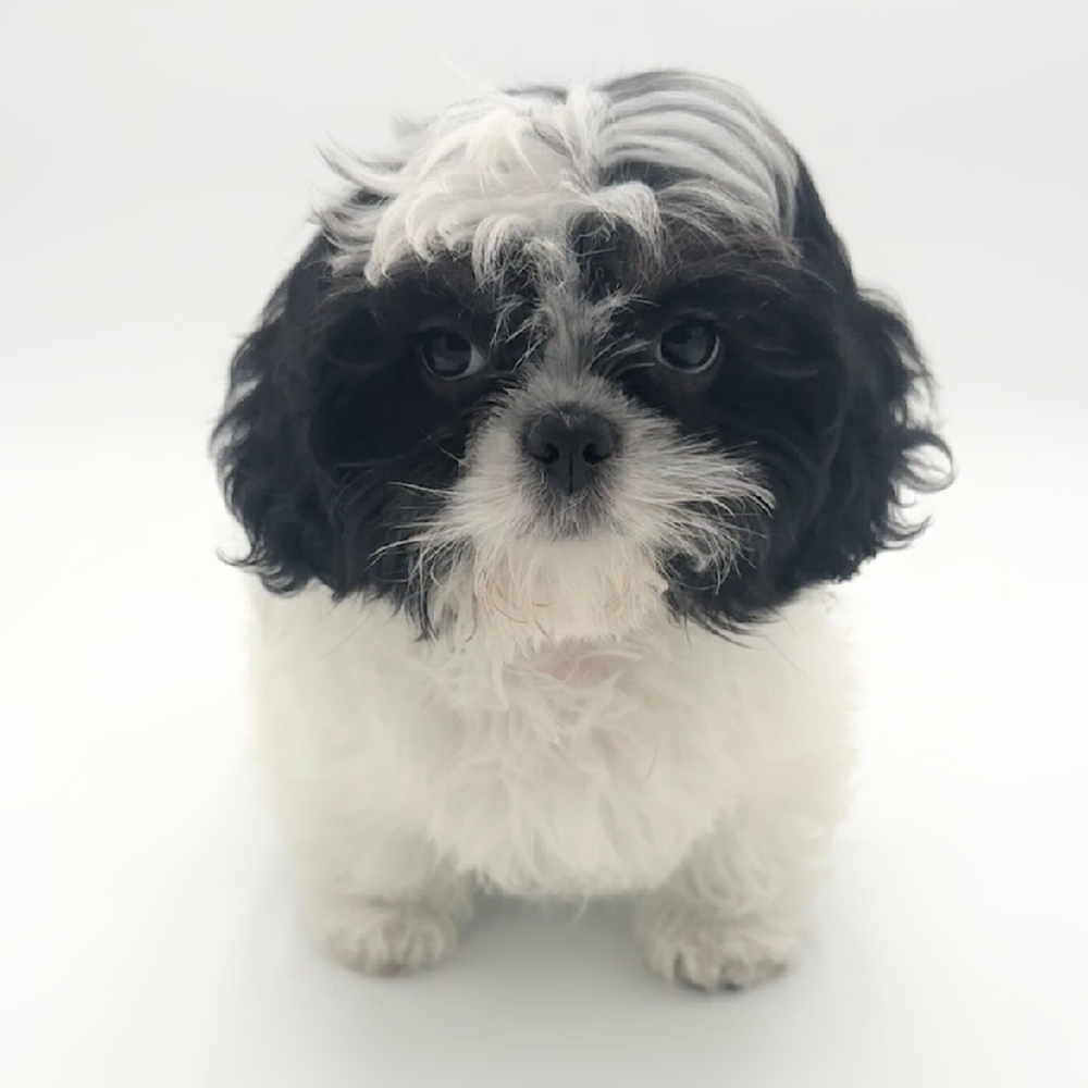 carousel pet images