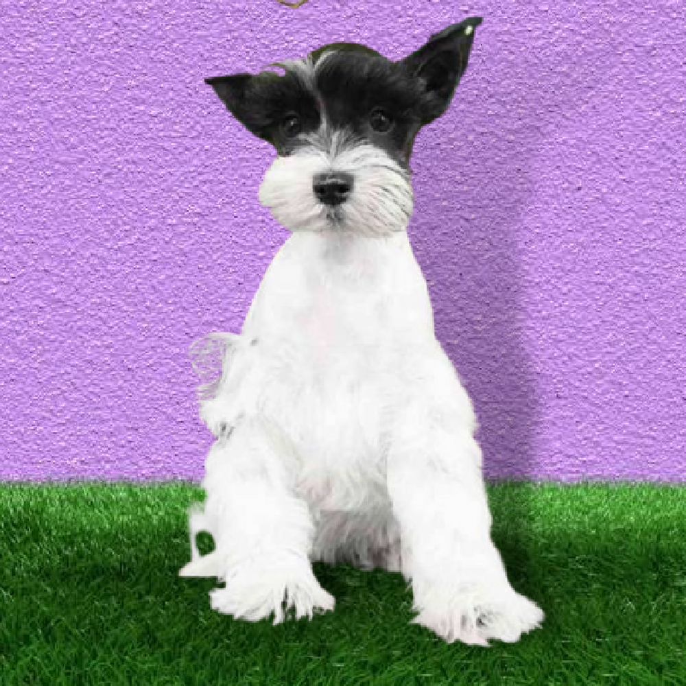 carousel pet images
