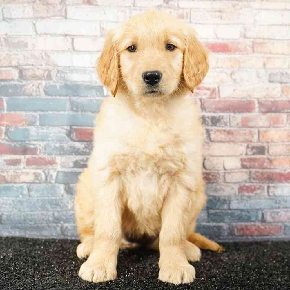 Female Golden Retriever Puppy for sale in San Antonio