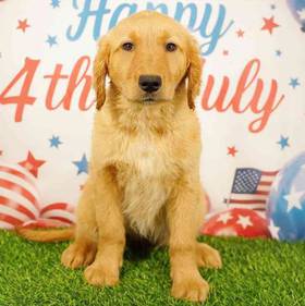 Golden Retriever