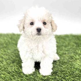 Bichon