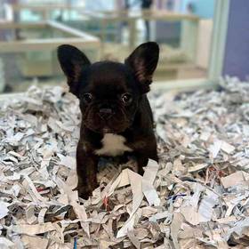French Bulldog