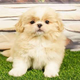 Pekingese