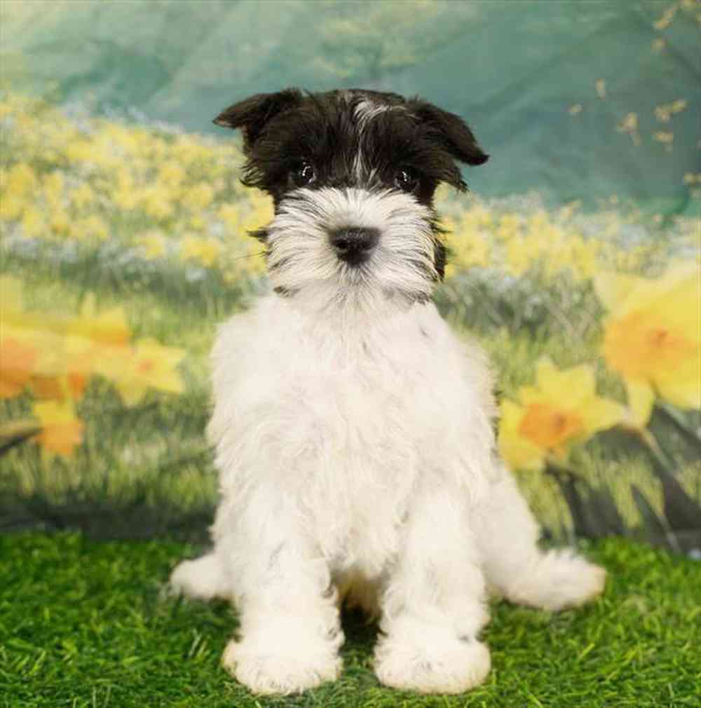carousel pet images
