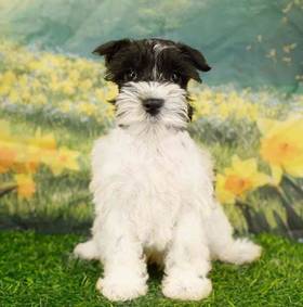 Mini Schnauzer