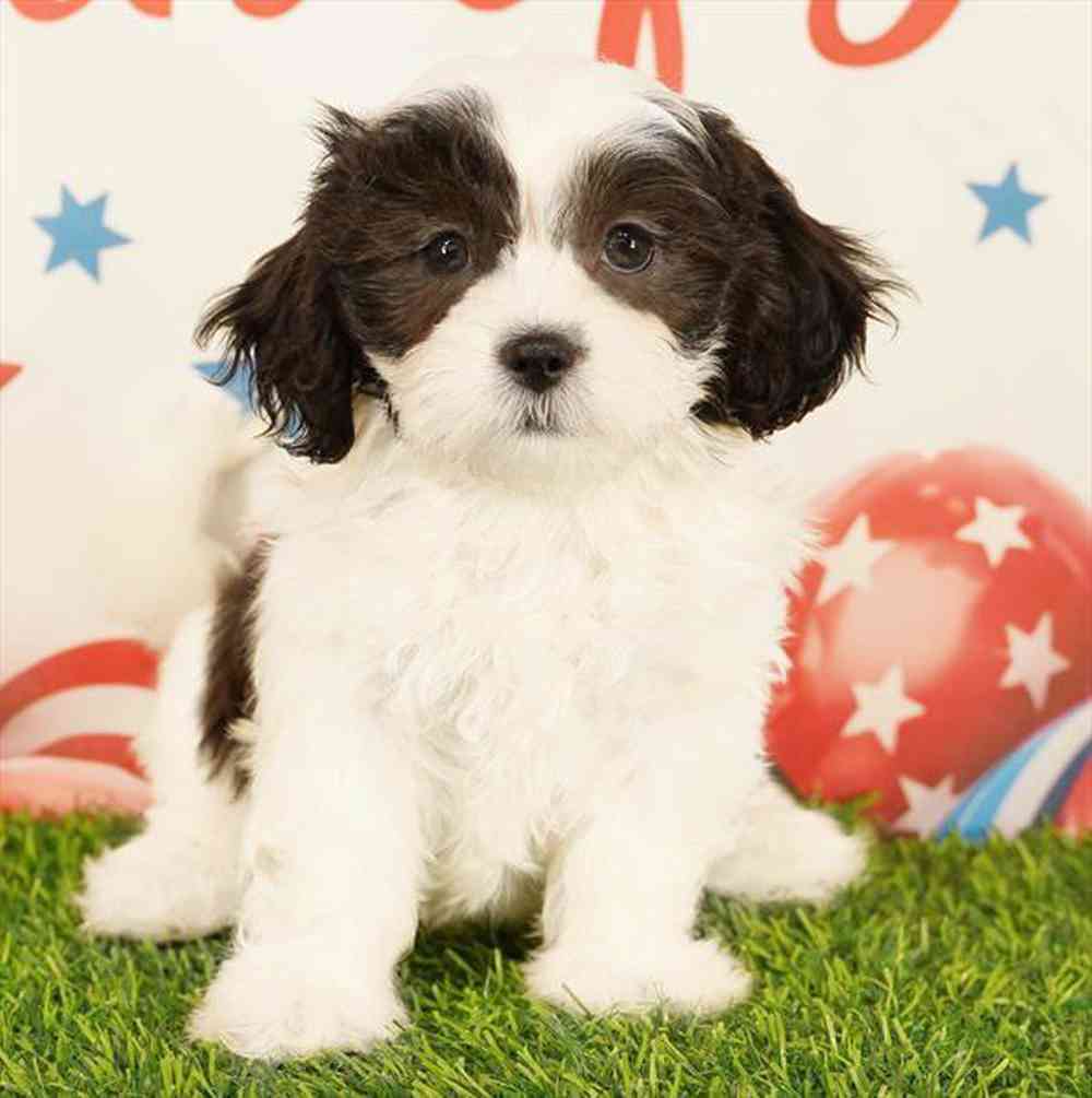 carousel pet images