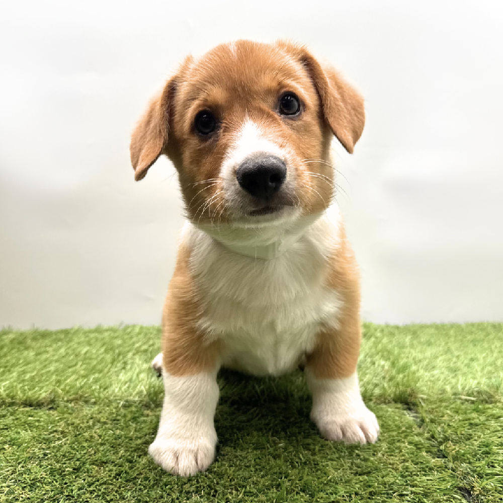 carousel pet images