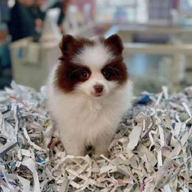 Pomeranian