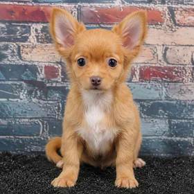 Chihuahua