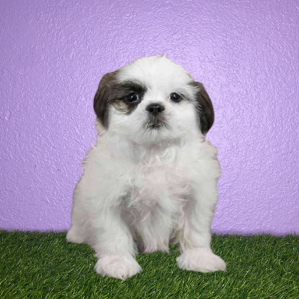 carousel pet images