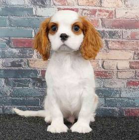 Cavalier King Charles Spaniel