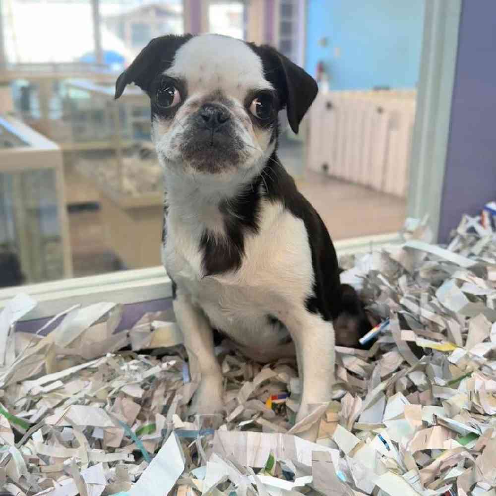 carousel pet images