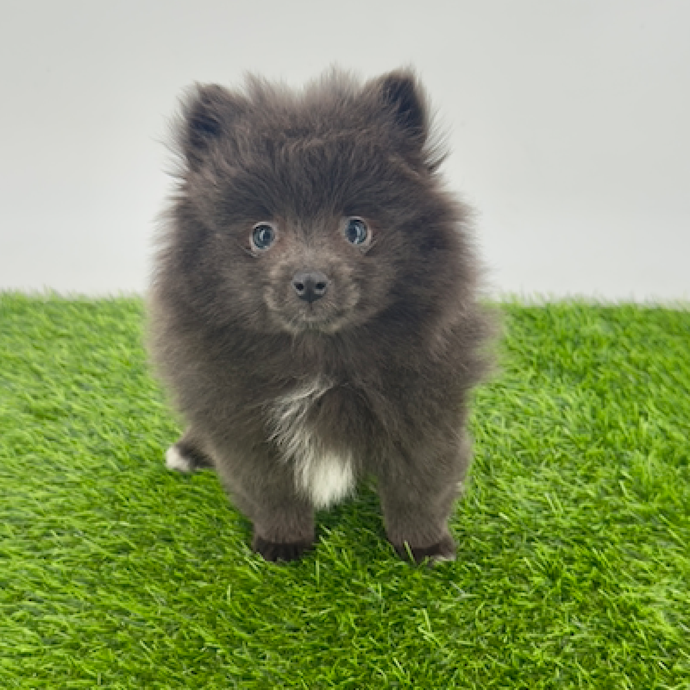 carousel pet images