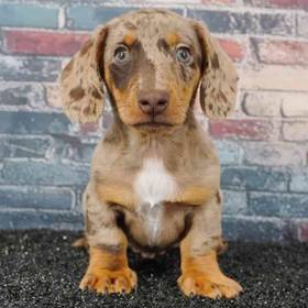 Dachshund