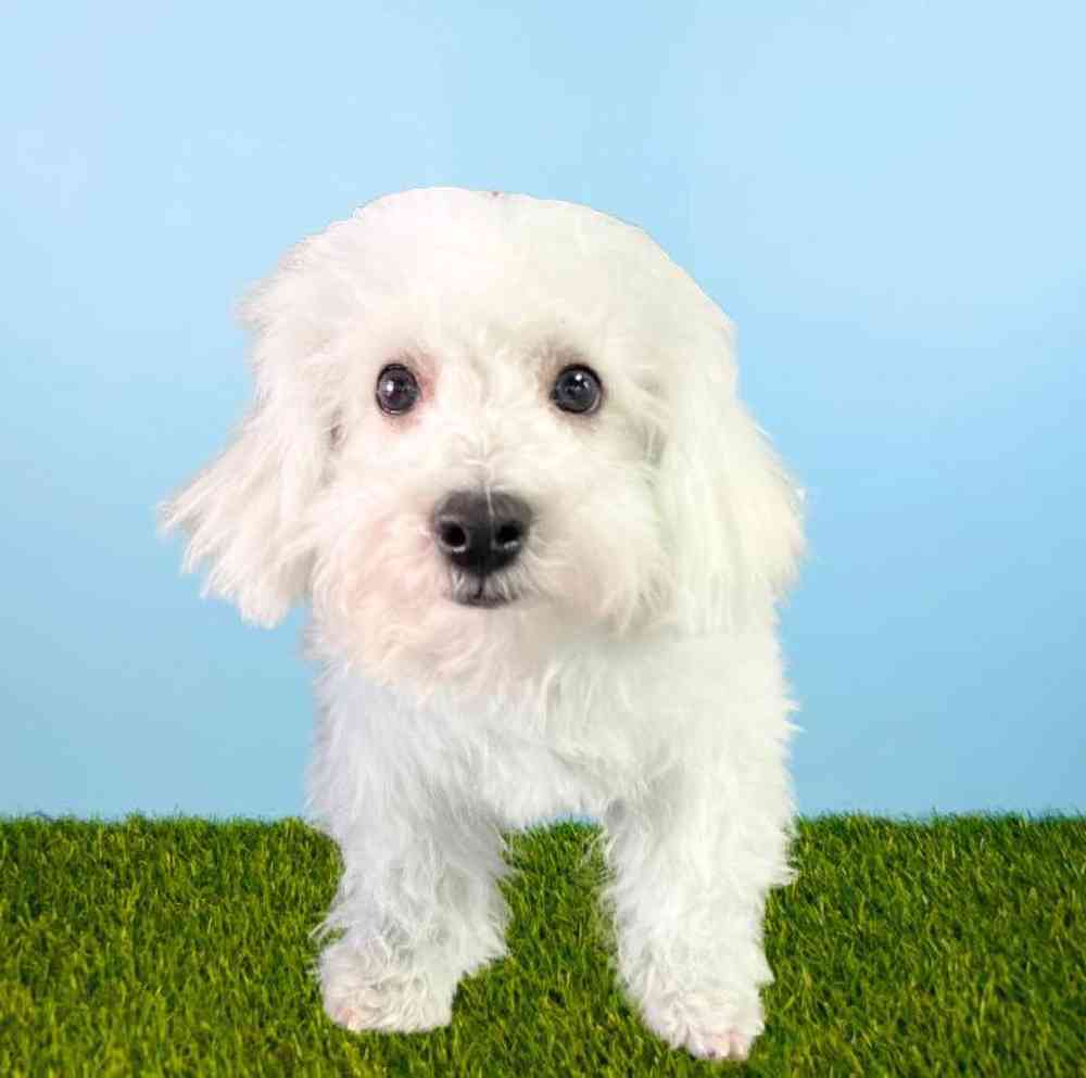 carousel pet images