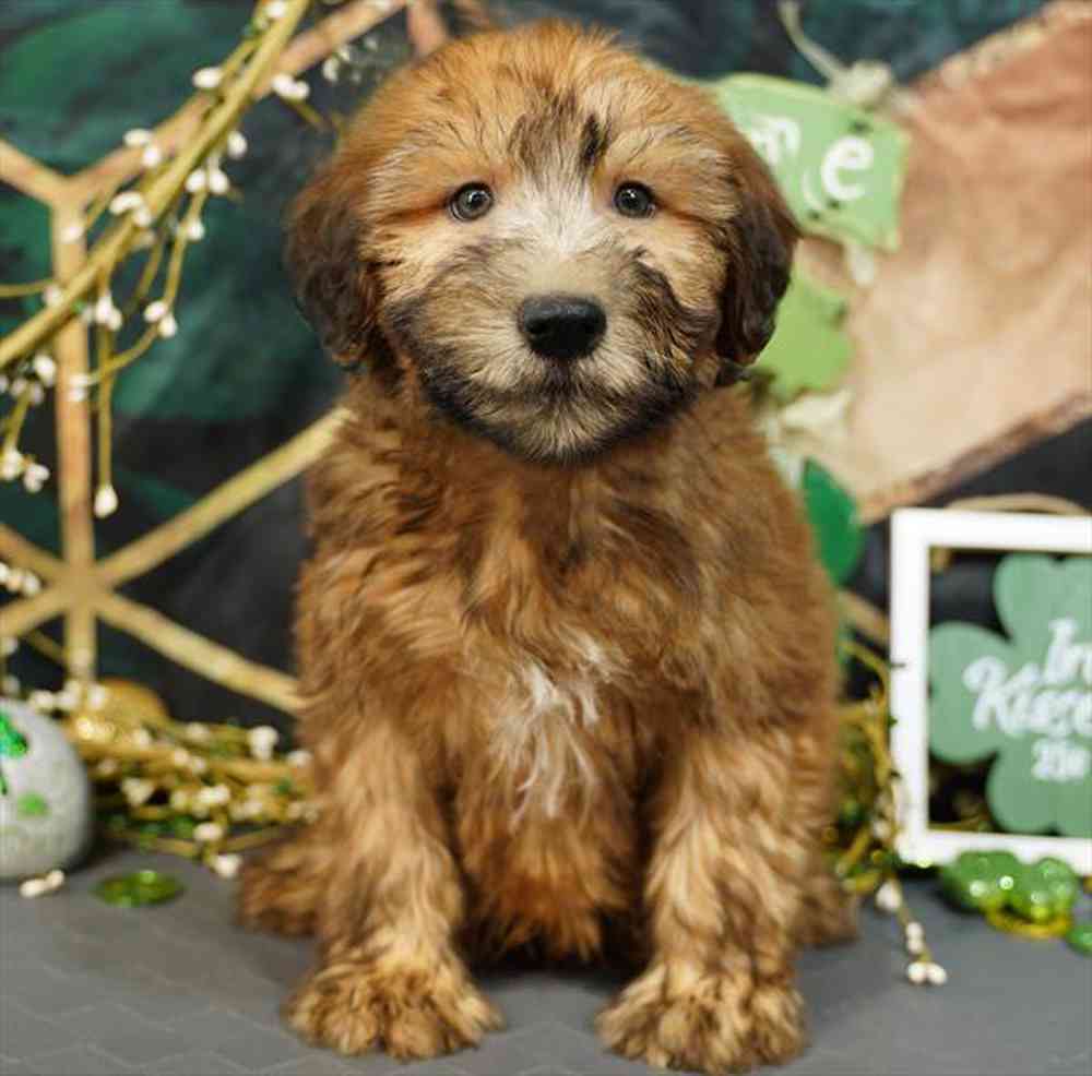 carousel pet images