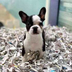 French Bulldog