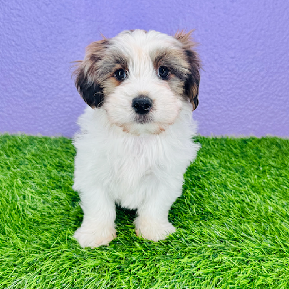 carousel pet images