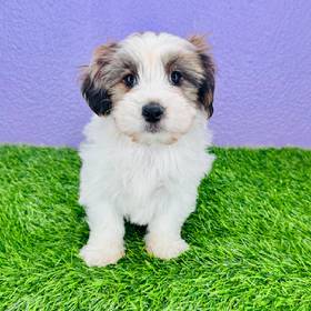 Yorkie-Malshi