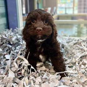 Cockapoo