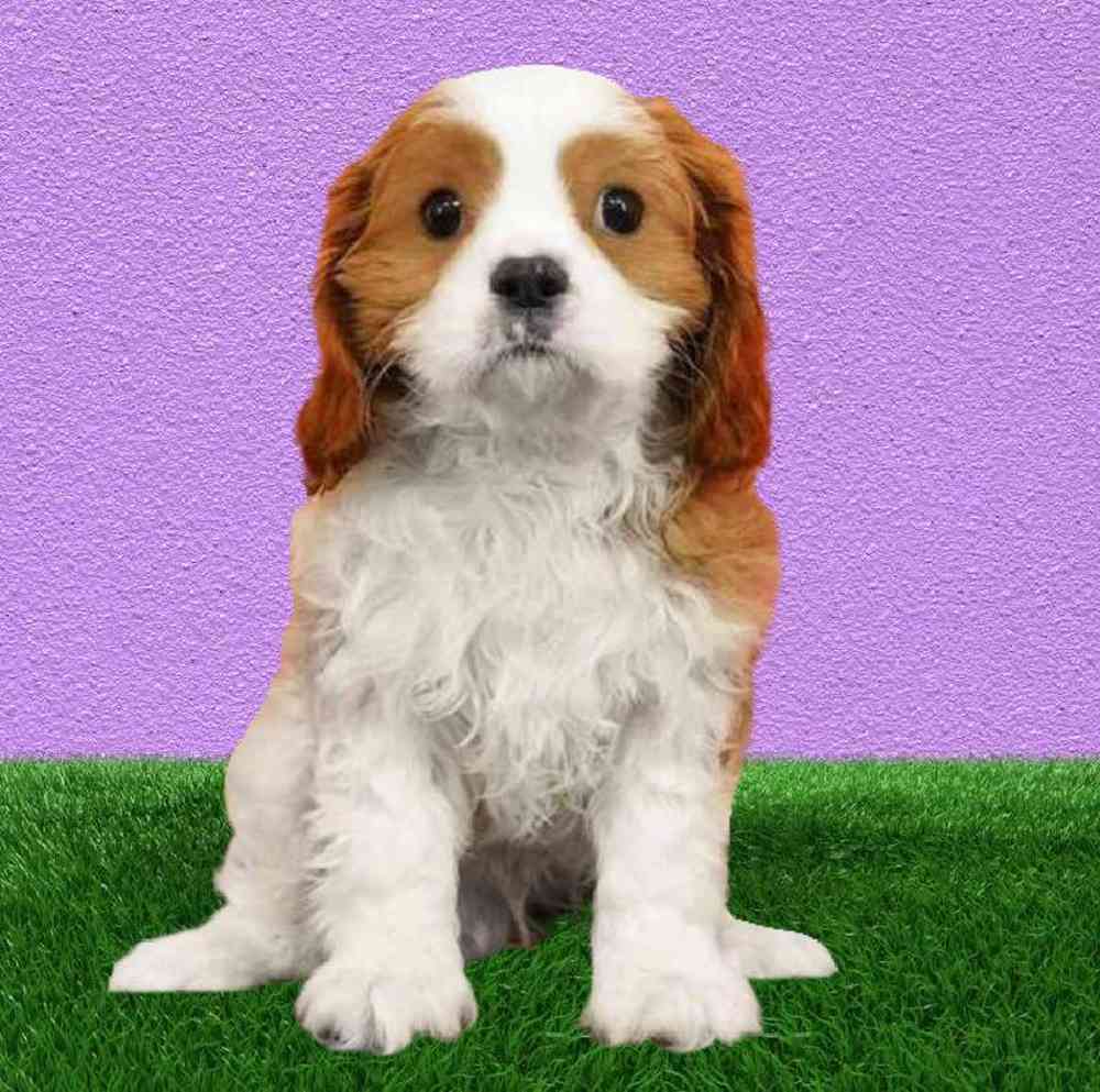 carousel pet images
