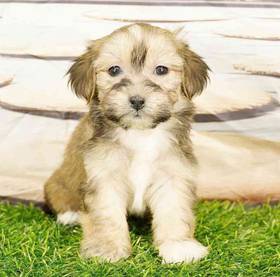 Havanese