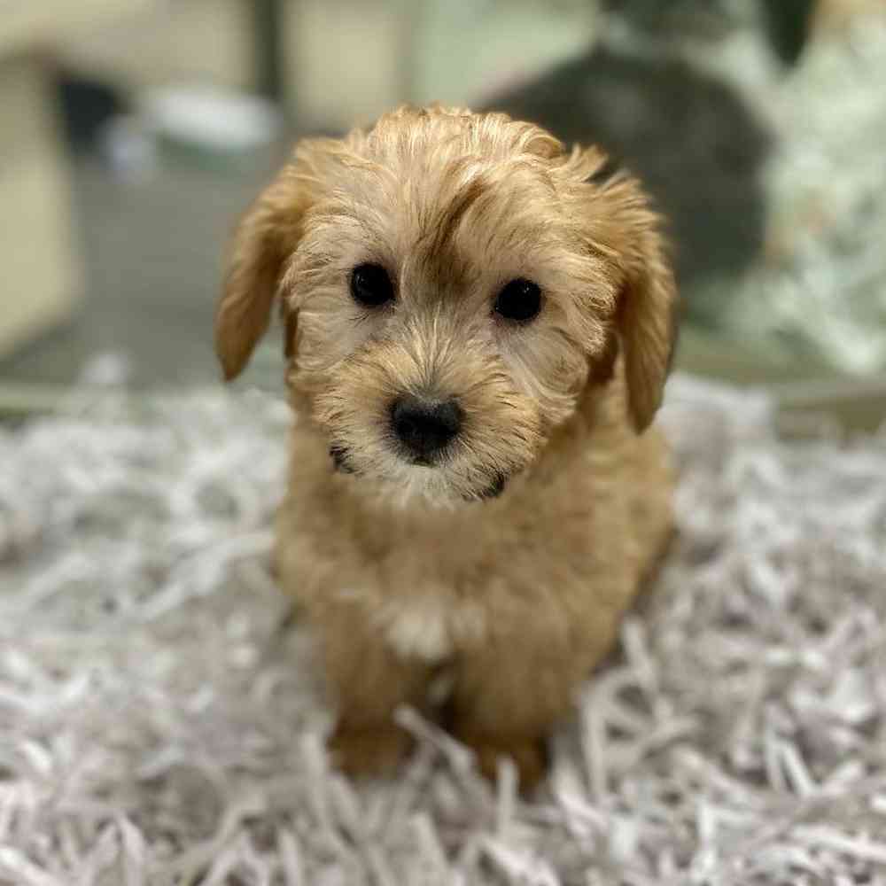 Female Yorkie-Poo Puppy for Sale in Meridian, ID