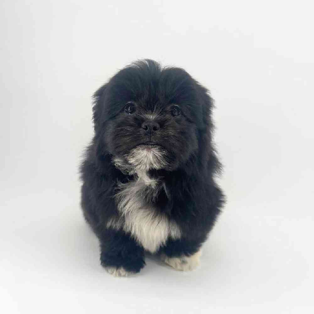 Image of a pet breed in the gallery