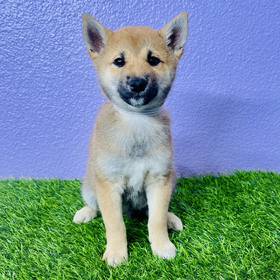 Shiba Inu