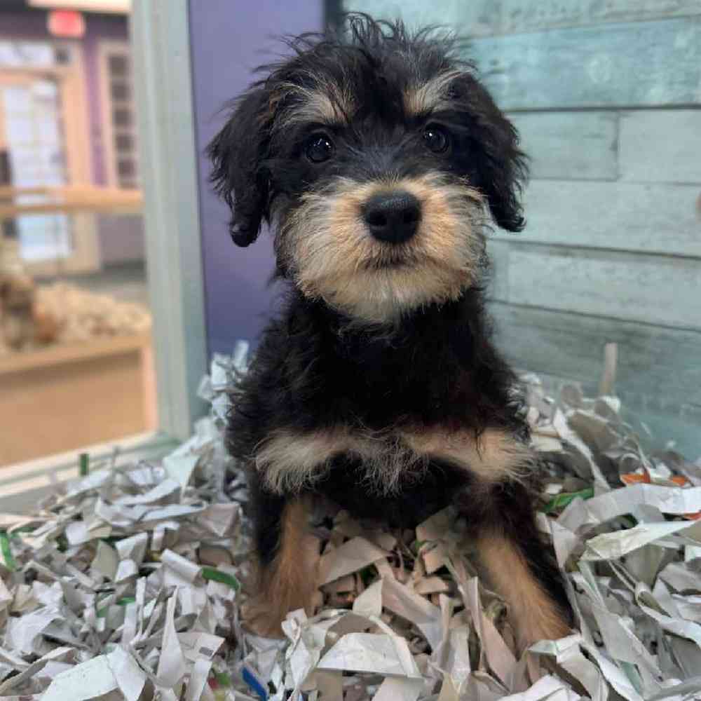 carousel pet images
