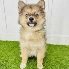 2nd Gen Pomsky