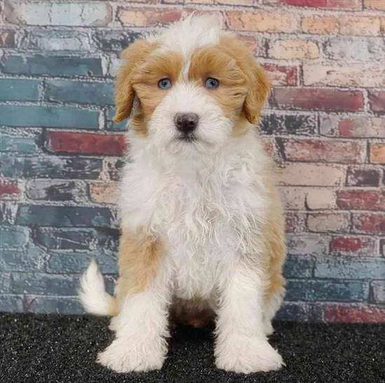 2nd Gen Mini Bernedoodle