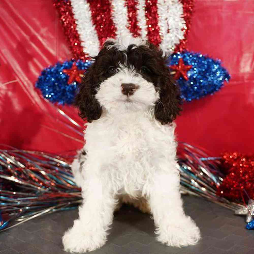 carousel pet images