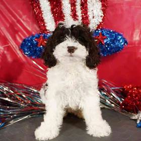 Cockapoo