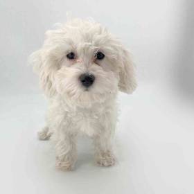 Coton De Tulear