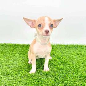 Chihuahua