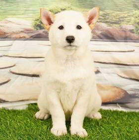 Shiba Inu