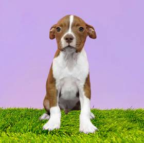 Boston Terrier