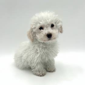 Bichon