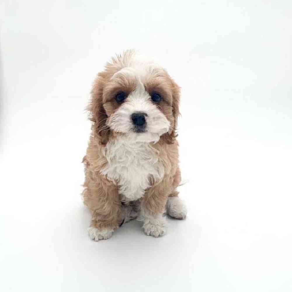 Image of a pet breed in the gallery