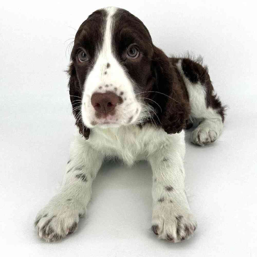Female English Springer Spaniel Puppy for Sale in Tolleson, AZ