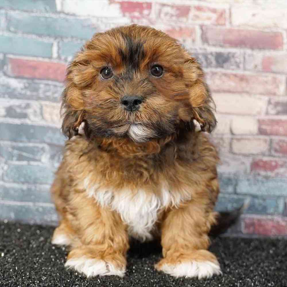 carousel pet images