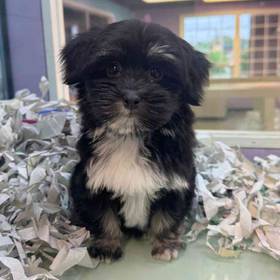 Havanese
