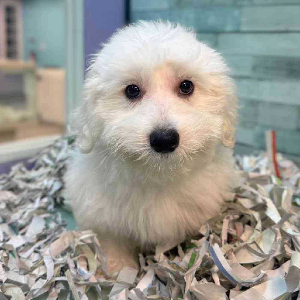 carousel pet images