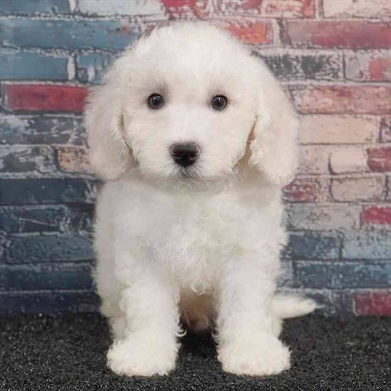 Bichon