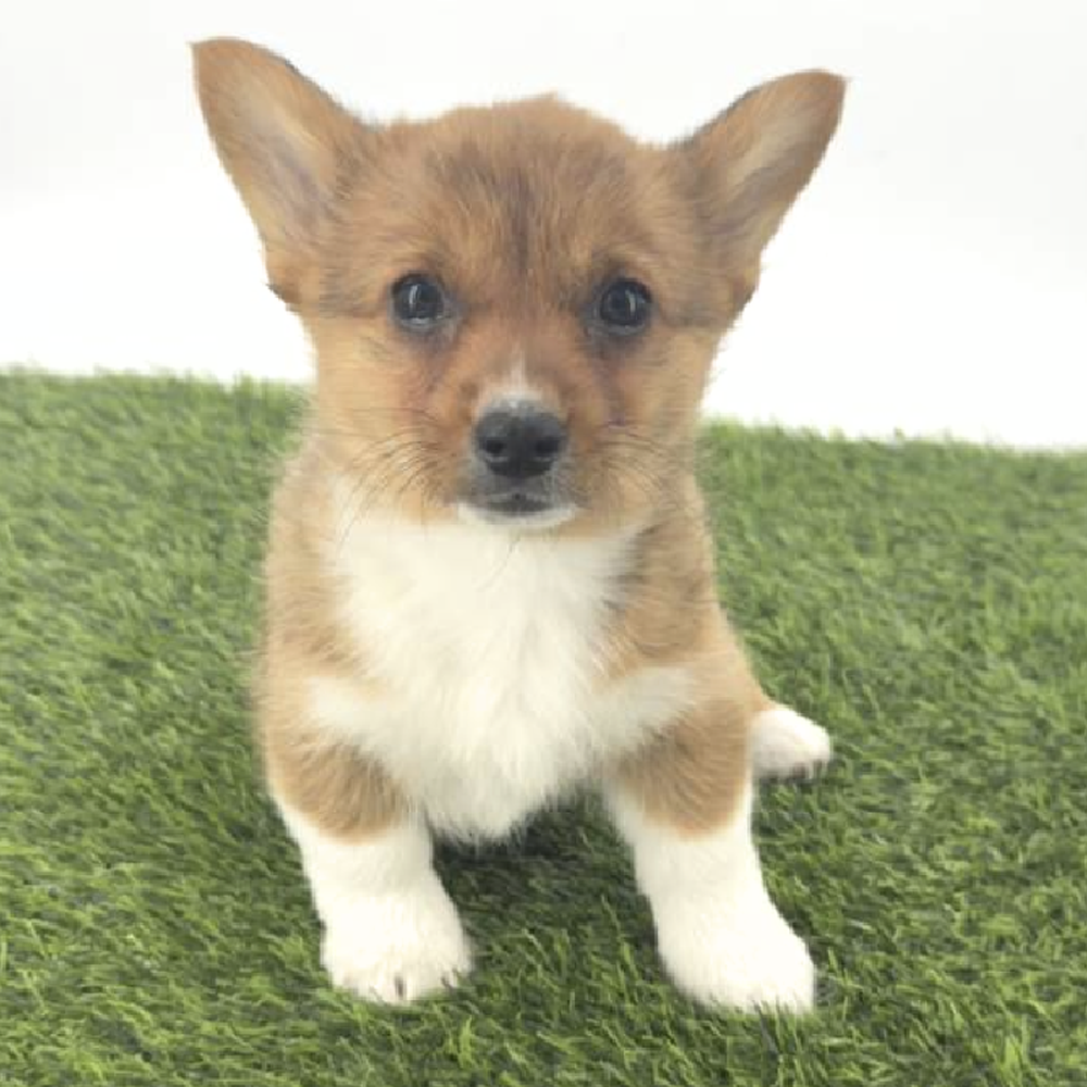 carousel pet images