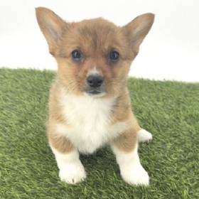 Pembroke Welsh Corgi