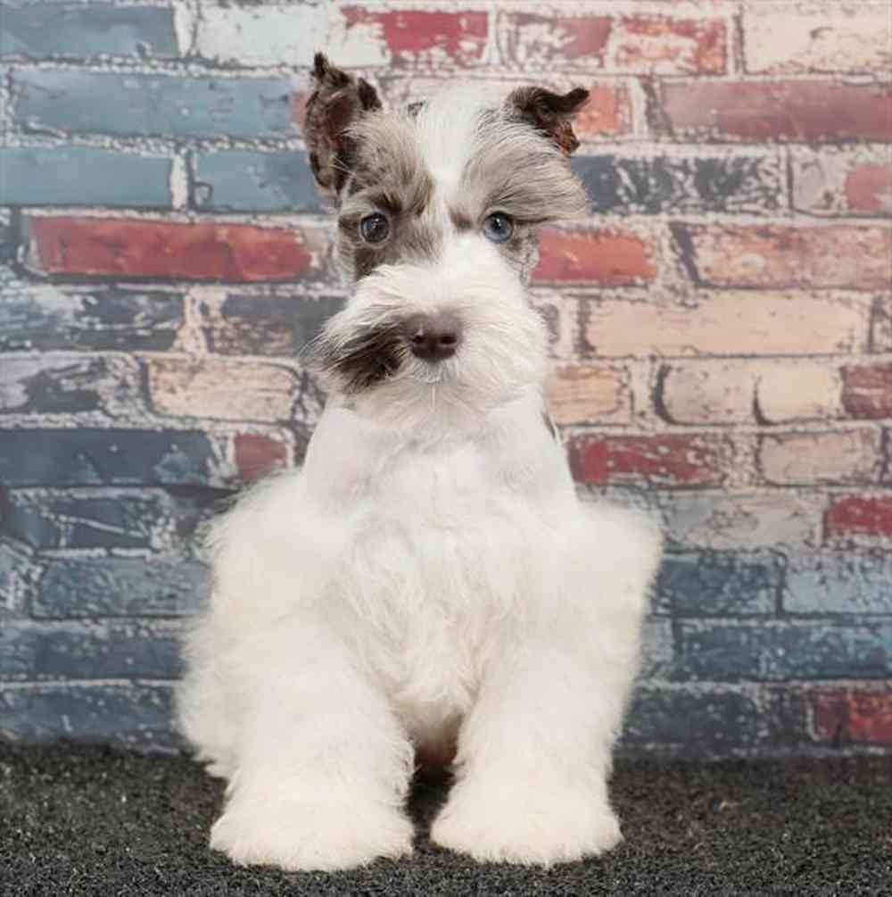 carousel pet images