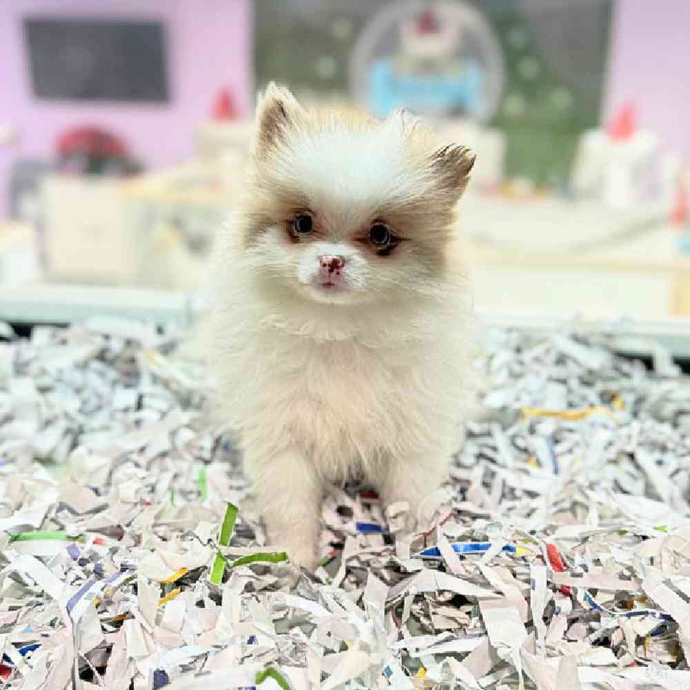 carousel pet images