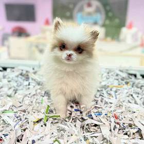 Pomeranian